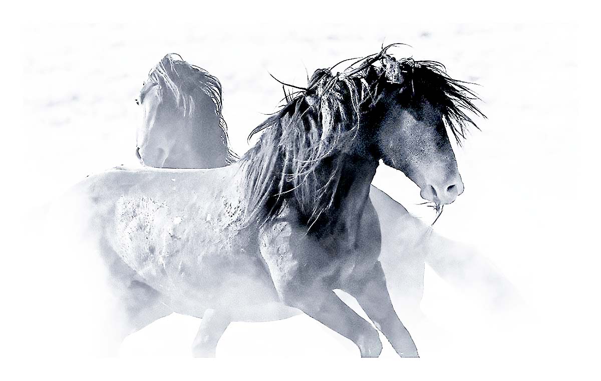 BCJ Wild Horses of Utah